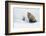 Red Fox in Winter-Ken Archer-Framed Photographic Print