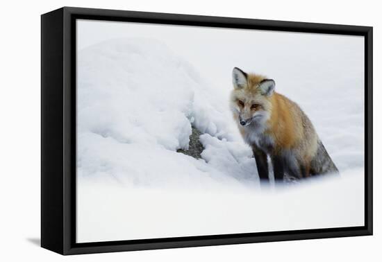 Red Fox in Winter-Ken Archer-Framed Premier Image Canvas