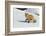 Red Fox in Winter-Ken Archer-Framed Photographic Print