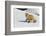 Red Fox in Winter-Ken Archer-Framed Photographic Print