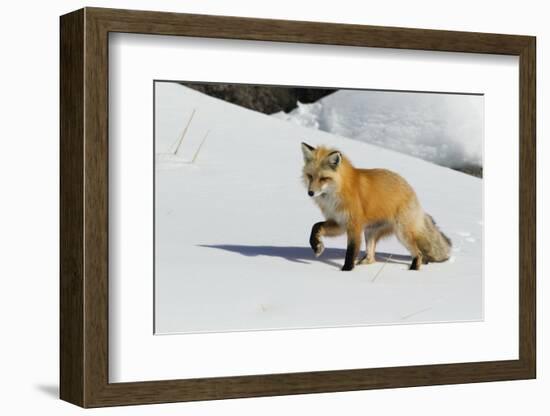 Red Fox in Winter-Ken Archer-Framed Photographic Print