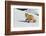 Red Fox in Winter-Ken Archer-Framed Photographic Print