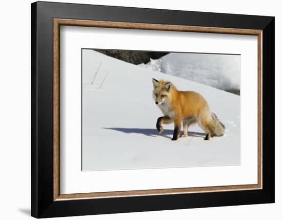 Red Fox in Winter-Ken Archer-Framed Photographic Print