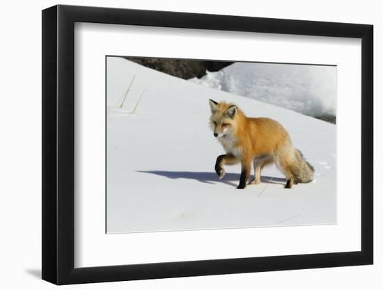 Red Fox in Winter-Ken Archer-Framed Photographic Print