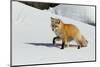 Red Fox in Winter-Ken Archer-Mounted Photographic Print