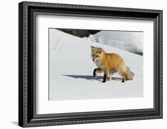 Red Fox in Winter-Ken Archer-Framed Photographic Print