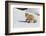 Red Fox in Winter-Ken Archer-Framed Photographic Print