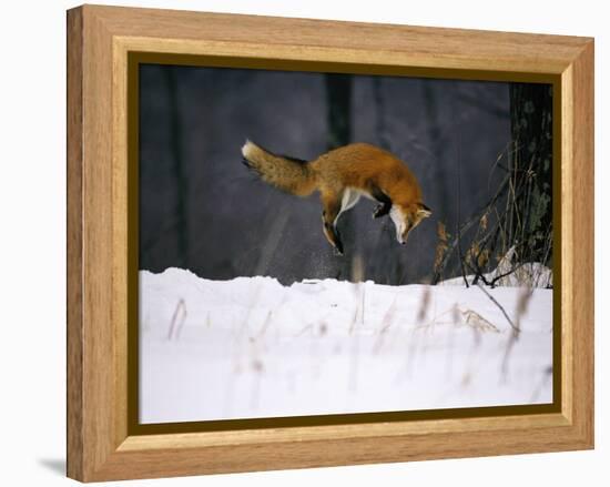 Red Fox Jumping in the Snow-John Conrad-Framed Premier Image Canvas