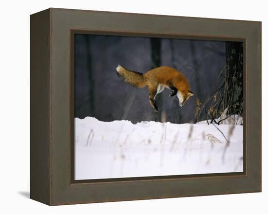 Red Fox Jumping in the Snow-John Conrad-Framed Premier Image Canvas