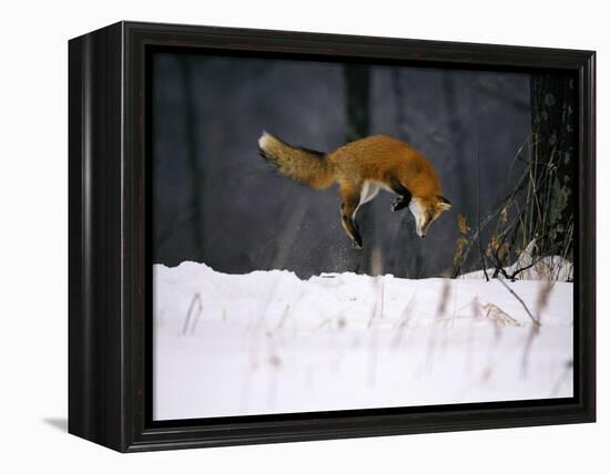Red Fox Jumping in the Snow-John Conrad-Framed Premier Image Canvas