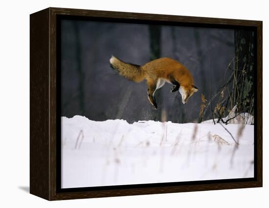 Red Fox Jumping in the Snow-John Conrad-Framed Premier Image Canvas