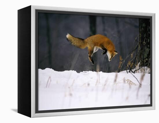 Red Fox Jumping in the Snow-John Conrad-Framed Premier Image Canvas