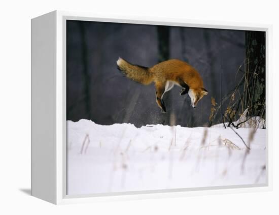 Red Fox Jumping in the Snow-John Conrad-Framed Premier Image Canvas