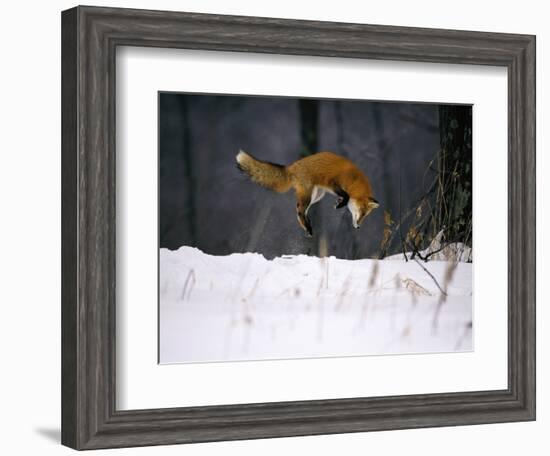 Red Fox Jumping in the Snow-John Conrad-Framed Photographic Print