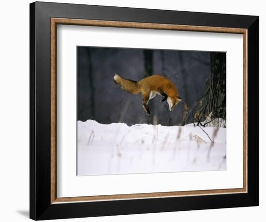 Red Fox Jumping in the Snow-John Conrad-Framed Photographic Print