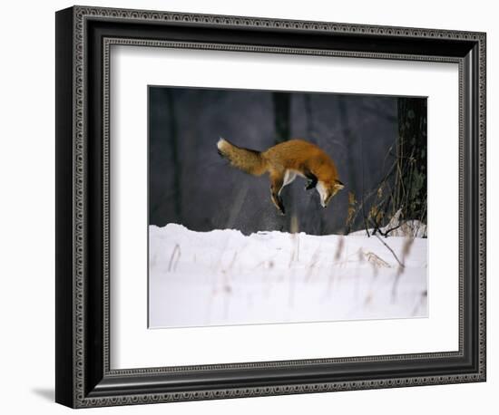 Red Fox Jumping in the Snow-John Conrad-Framed Photographic Print