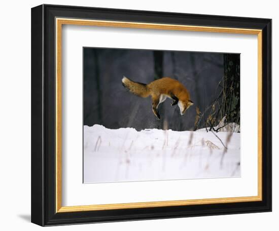 Red Fox Jumping in the Snow-John Conrad-Framed Photographic Print