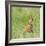 Red Fox Kit in Grass Near Den, Saratoga, WYoming-Howie Garber-Framed Photographic Print