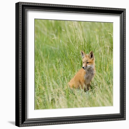 Red Fox Kit in Grass Near Den, Saratoga, WYoming-Howie Garber-Framed Photographic Print