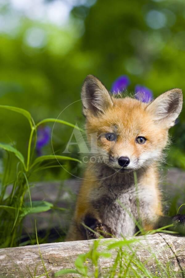 red-fox-kit-in-spring-wildflowers-minnesota-captive_u-l-pu69vx0.jpg