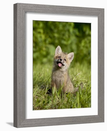 Red Fox Kit, Sandstone, Minnesota, United States of America, North America-James Hager-Framed Photographic Print