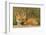 Red Fox Kit-Ken Archer-Framed Photographic Print