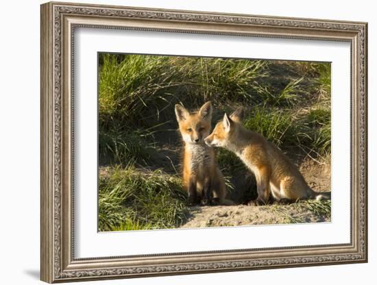 Red Fox Kits in Central Montana-Jason Savage-Framed Giclee Print