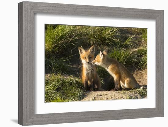 Red Fox Kits in Central Montana-Jason Savage-Framed Giclee Print