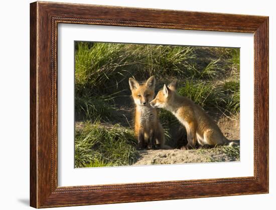 Red Fox Kits in Central Montana-Jason Savage-Framed Giclee Print