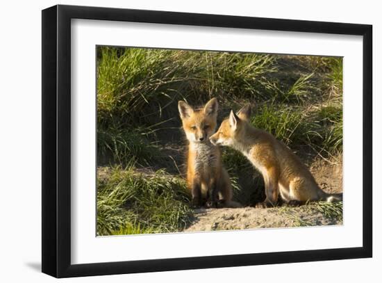 Red Fox Kits in Central Montana-Jason Savage-Framed Giclee Print