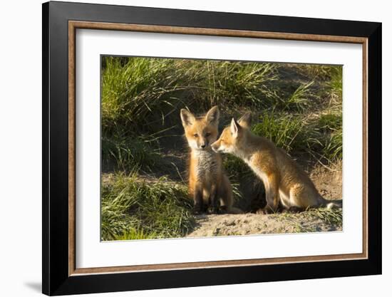 Red Fox Kits in Central Montana-Jason Savage-Framed Giclee Print