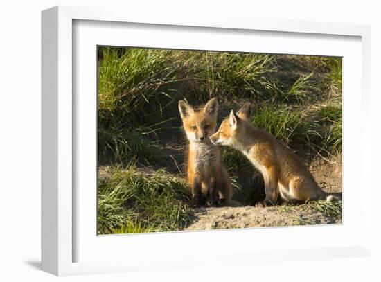 Red Fox Kits in Central Montana-Jason Savage-Framed Giclee Print