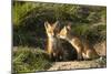 Red Fox Kits in Central Montana-Jason Savage-Mounted Giclee Print