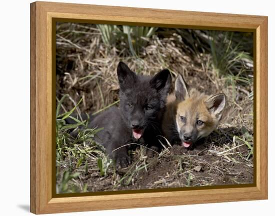 Red Fox Kits, One Black Phase, in Captivity, Animals of Montana, Bozeman, Montana, USA-James Hager-Framed Premier Image Canvas