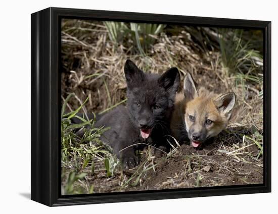 Red Fox Kits, One Black Phase, in Captivity, Animals of Montana, Bozeman, Montana, USA-James Hager-Framed Premier Image Canvas