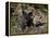 Red Fox Kits, One Black Phase, in Captivity, Animals of Montana, Bozeman, Montana, USA-James Hager-Framed Premier Image Canvas