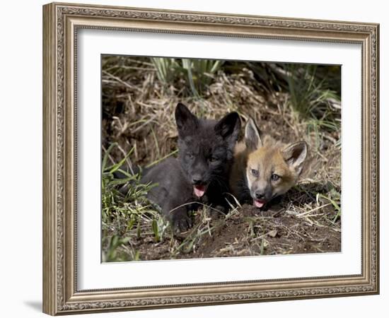 Red Fox Kits, One Black Phase, in Captivity, Animals of Montana, Bozeman, Montana, USA-James Hager-Framed Photographic Print