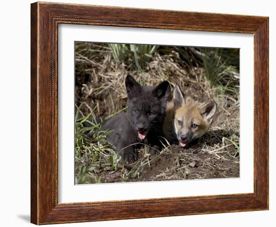 Red Fox Kits, One Black Phase, in Captivity, Animals of Montana, Bozeman, Montana, USA-James Hager-Framed Photographic Print