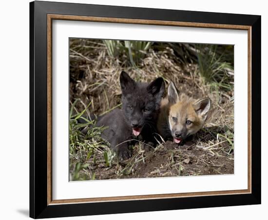 Red Fox Kits, One Black Phase, in Captivity, Animals of Montana, Bozeman, Montana, USA-James Hager-Framed Photographic Print