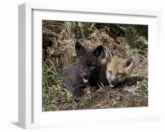 Red Fox Kits, One Black Phase, in Captivity, Animals of Montana, Bozeman, Montana, USA-James Hager-Framed Photographic Print