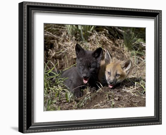 Red Fox Kits, One Black Phase, in Captivity, Animals of Montana, Bozeman, Montana, USA-James Hager-Framed Photographic Print