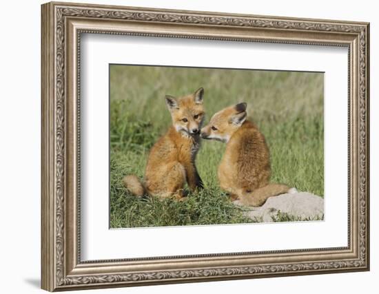 Red Fox Kits Playing-Ken Archer-Framed Photographic Print