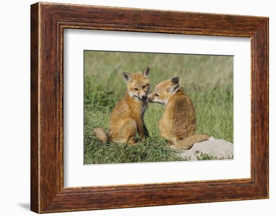 Red Fox Kits Playing-Ken Archer-Framed Photographic Print