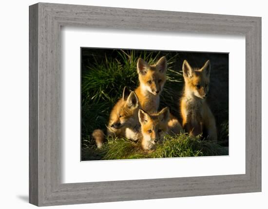 Red Fox Kits-Jason Savage-Framed Art Print