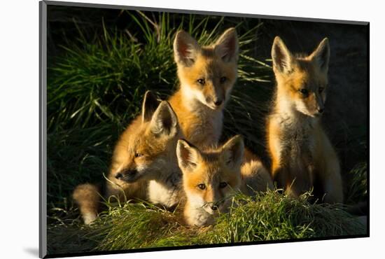 Red Fox Kits-Jason Savage-Mounted Art Print