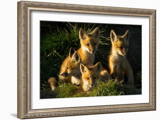 Red Fox Kits-Jason Savage-Framed Art Print