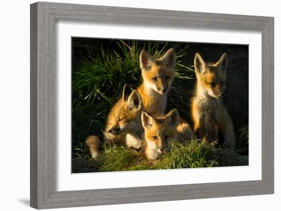 Red Fox Kits-Jason Savage-Framed Art Print