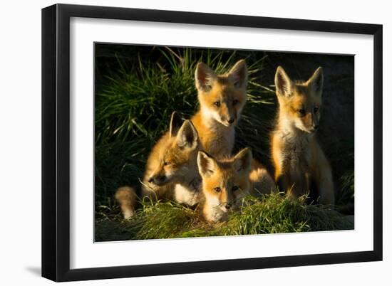 Red Fox Kits-Jason Savage-Framed Art Print