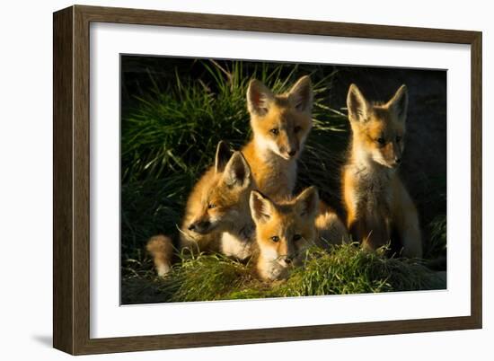 Red Fox Kits-Jason Savage-Framed Art Print