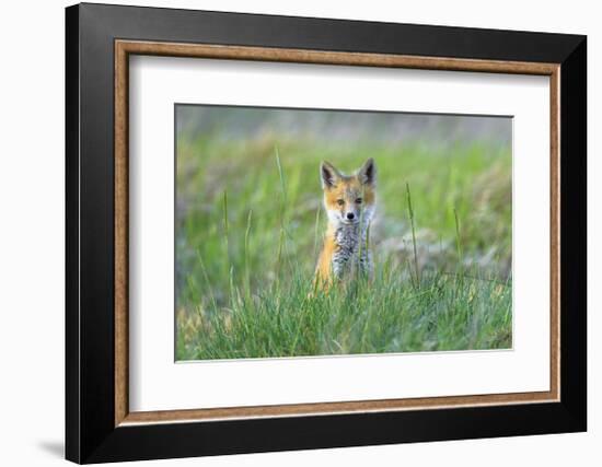 Red Fox Kits-Jason Savage-Framed Giclee Print